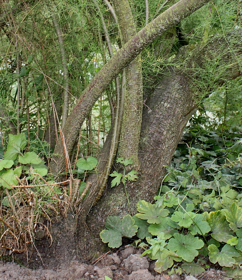 Image of genus Tamarix specimen.