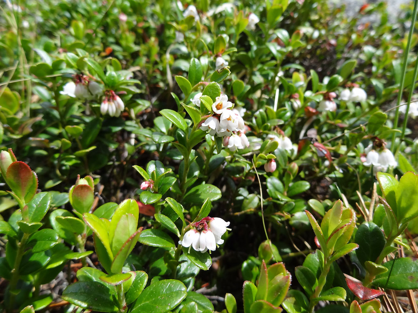 Изображение особи Vaccinium vitis-idaea.