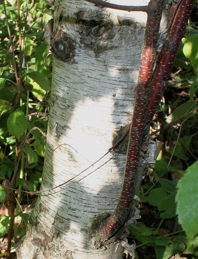 Изображение особи Betula raddeana.