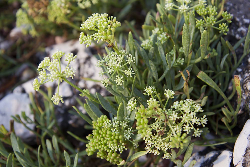 Image of Crithmum maritimum specimen.