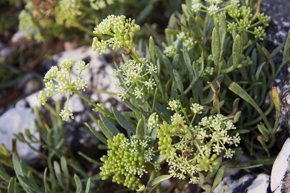 Изображение особи Crithmum maritimum.