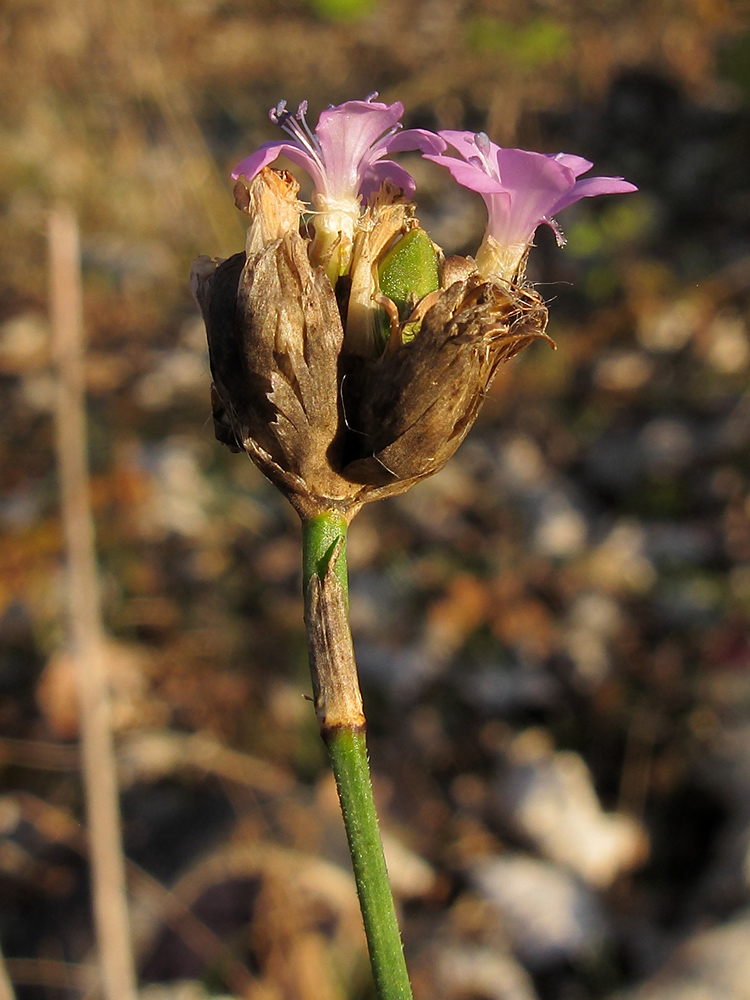 Изображение особи Petrorhagia prolifera.