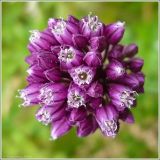 Allium rotundum