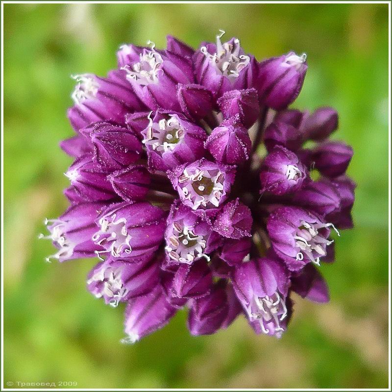 Image of Allium rotundum specimen.