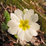 Primula vulgaris. Цветок. Краснодарский край, Новороссийский р-н, гора Рябкова, каменистый склон, скальнодубово-грабовый лес. 23.02.2014.