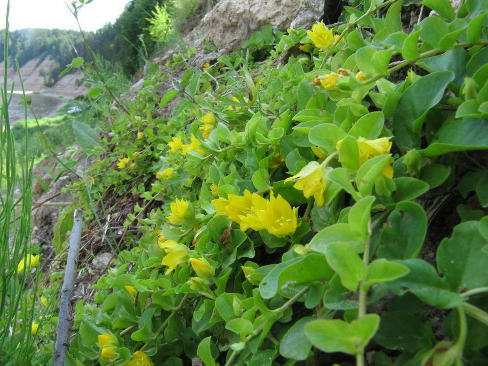 Image of Lysimachia nummularia specimen.