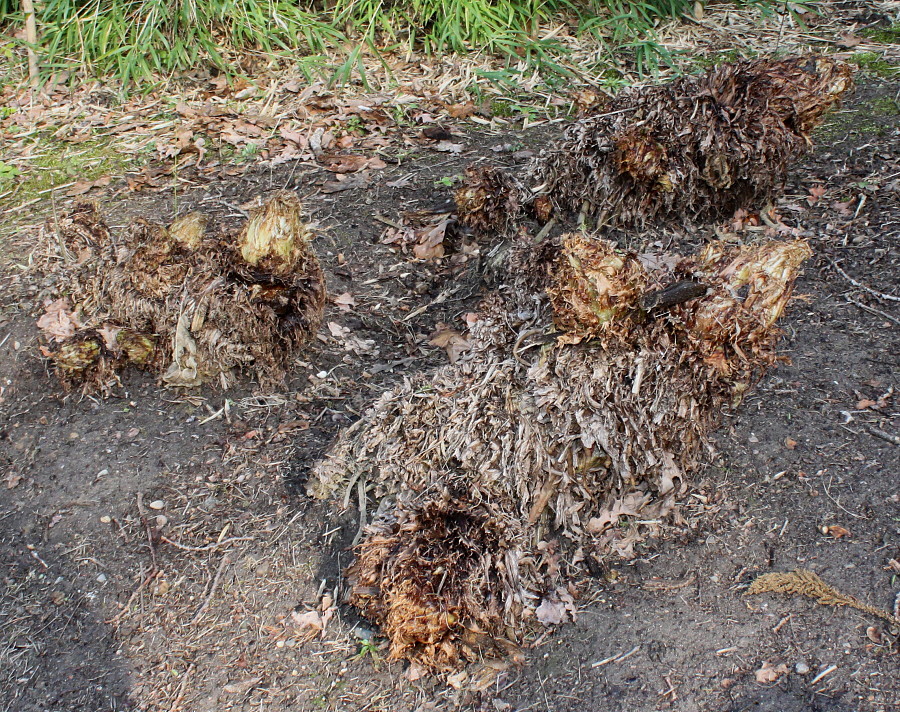 Изображение особи Gunnera tinctoria.