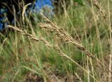 Festuca rubra