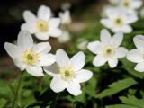 Anemone nemorosa