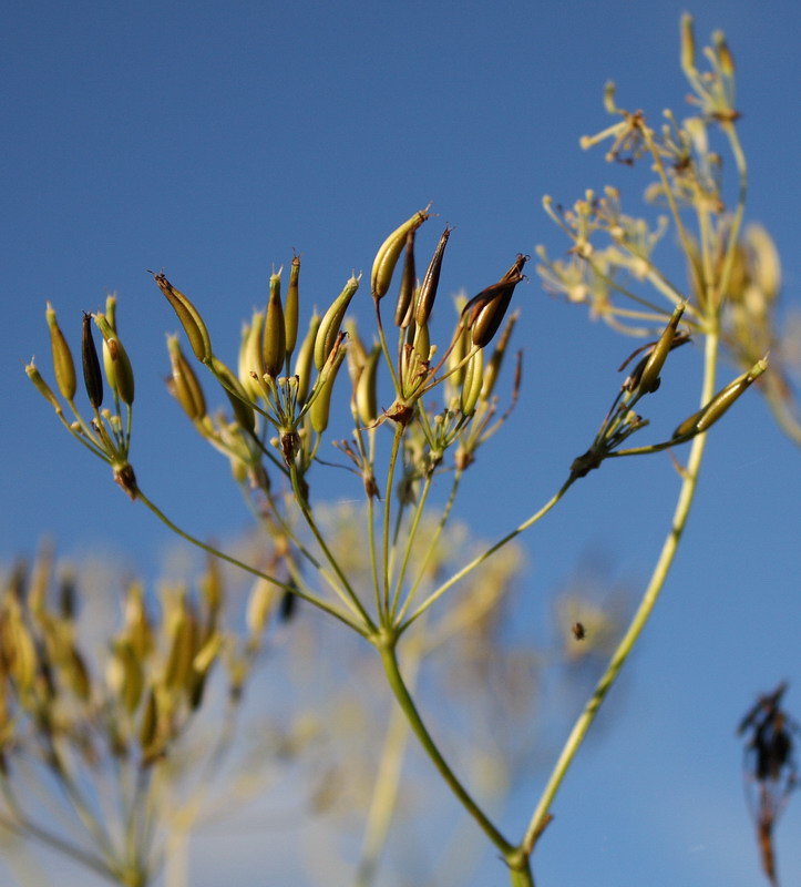 Изображение особи Anthriscus sylvestris.