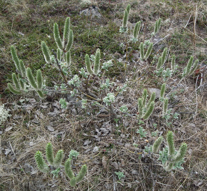 Image of Salix lanata specimen.