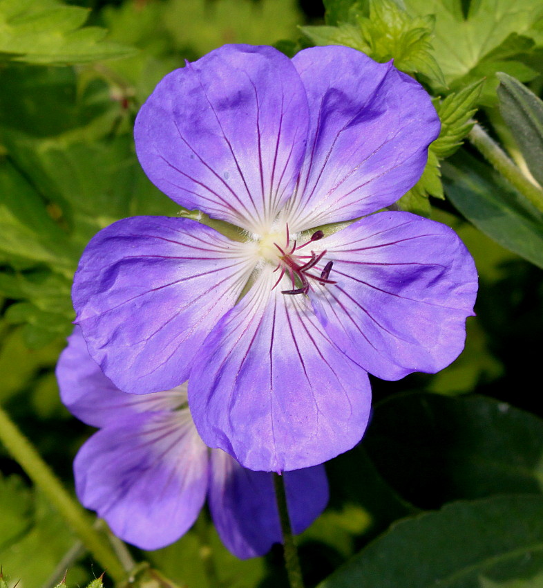 Изображение особи Geranium wallichianum.