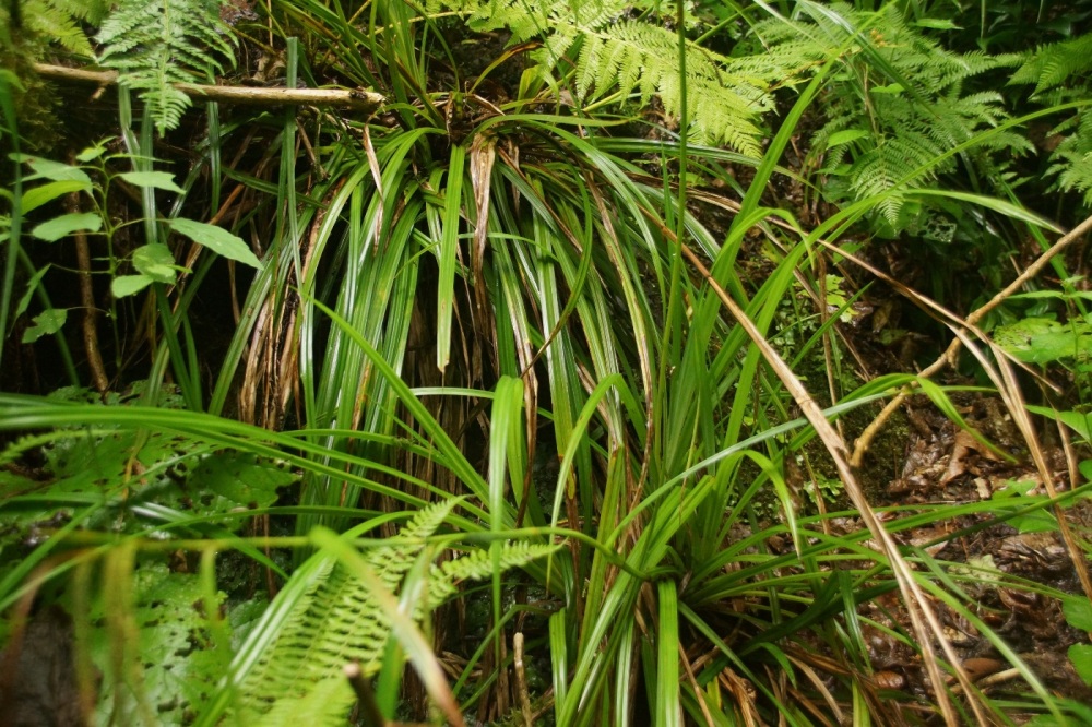 Image of Carex pendula specimen.