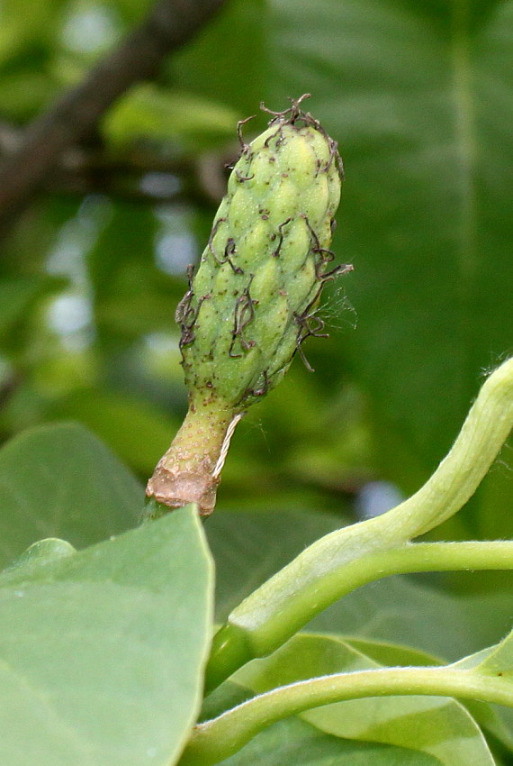 Изображение особи Magnolia acuminata.