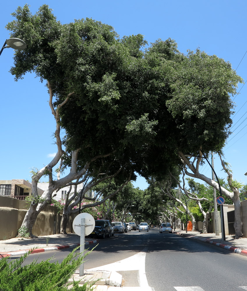 Image of Ficus microcarpa specimen.