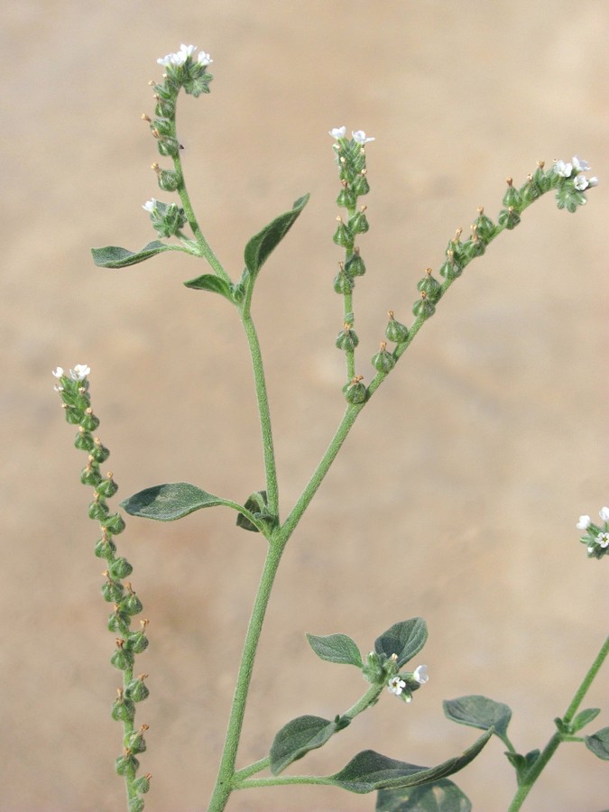 Image of Heliotropium ellipticum specimen.