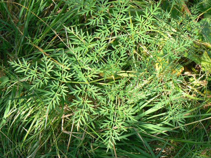 Image of Thyselium palustre specimen.