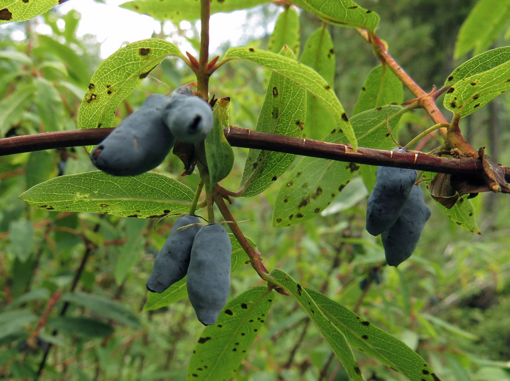 Изображение особи Lonicera altaica.