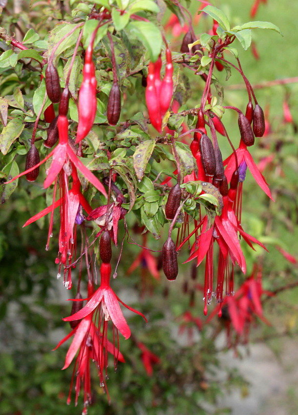 Изображение особи Fuchsia magellanica.