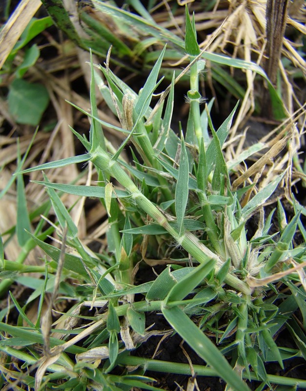 Image of Crypsis aculeata specimen.