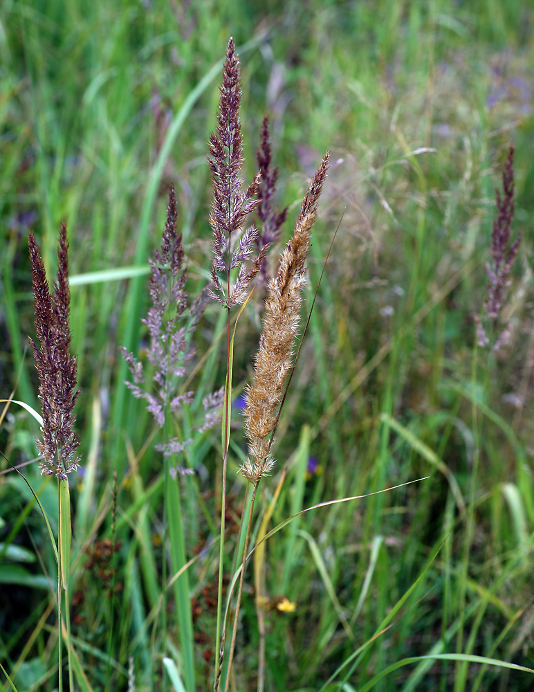 Изображение особи Calamagrostis epigeios.