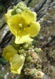 Verbascum densiflorum. Часть соцветия. Крым, Ялта, ущелье Уч-Кош. 05.08.2009.