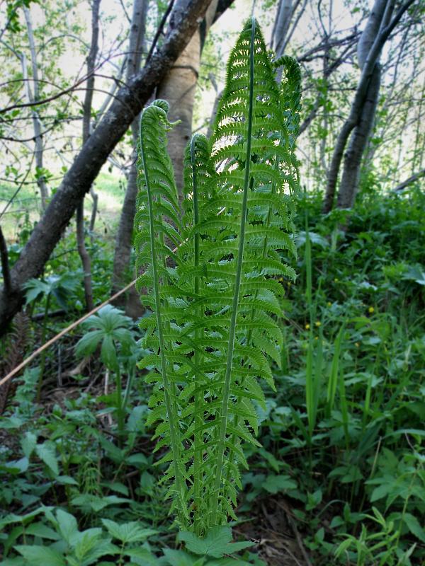 Image of Matteuccia struthiopteris specimen.