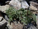 Cardamine bipinnata