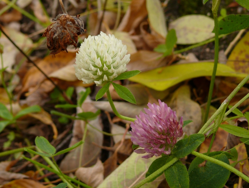 Изображение особи Trifolium pratense.