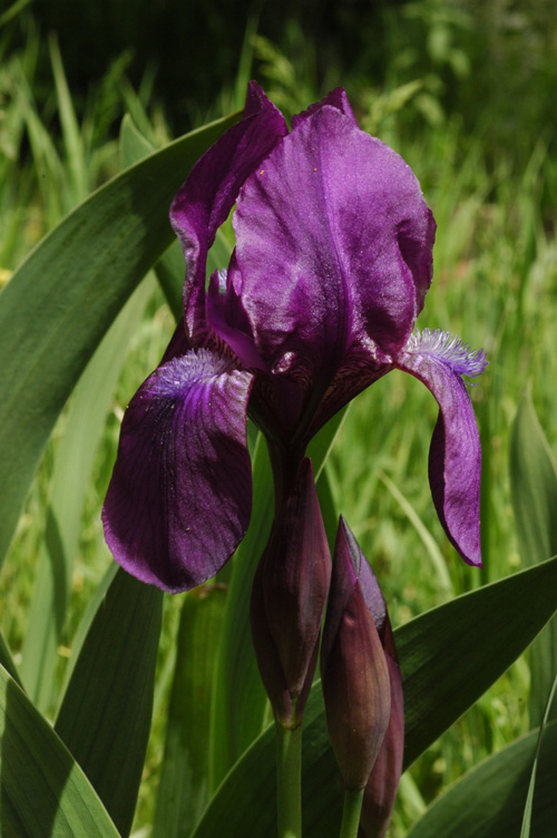 Изображение особи Iris aphylla.