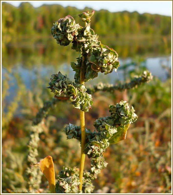 Image of Atriplex tatarica specimen.