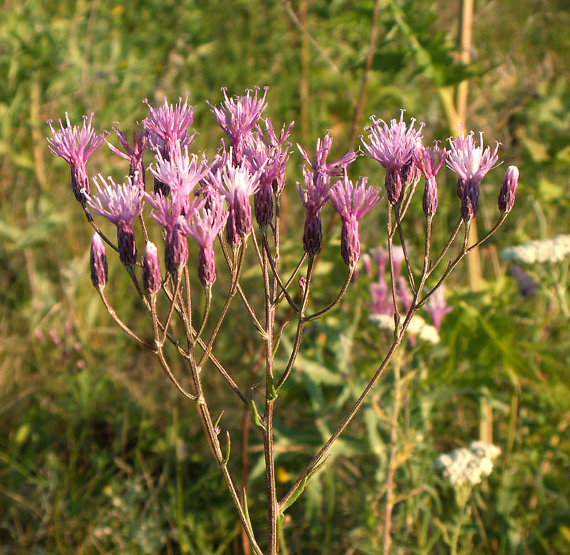 Image of Jurinea multiflora specimen.