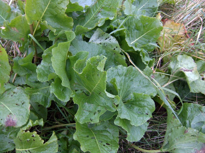 Image of Rumex confertus specimen.