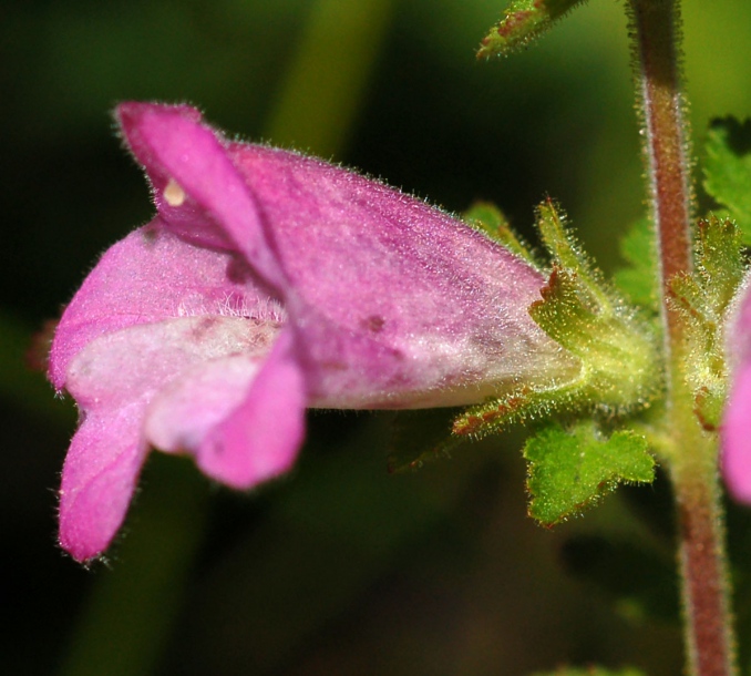 Изображение особи Phtheirospermum chinense.