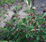 Cotoneaster melanocarpus