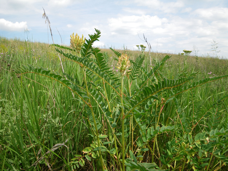 Изображение особи Astragalus ponticus.