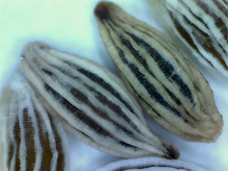 Image of Euphrasia brevipila specimen.