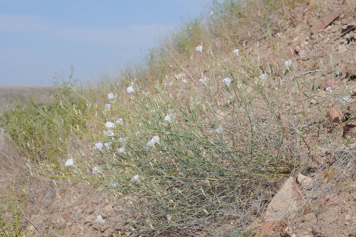 Image of Convolvulus subsericeus specimen.