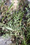 Astragalus schrenkianus