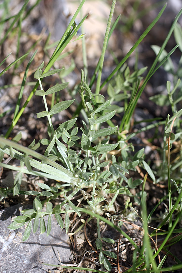 Изображение особи Astragalus schrenkianus.