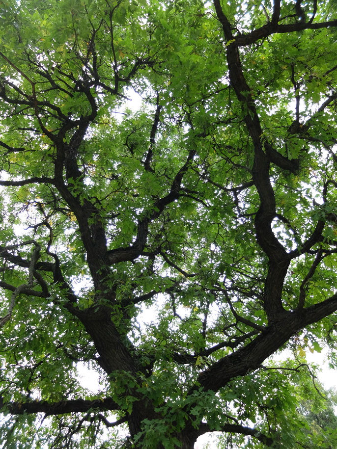 Image of Quercus alba specimen.