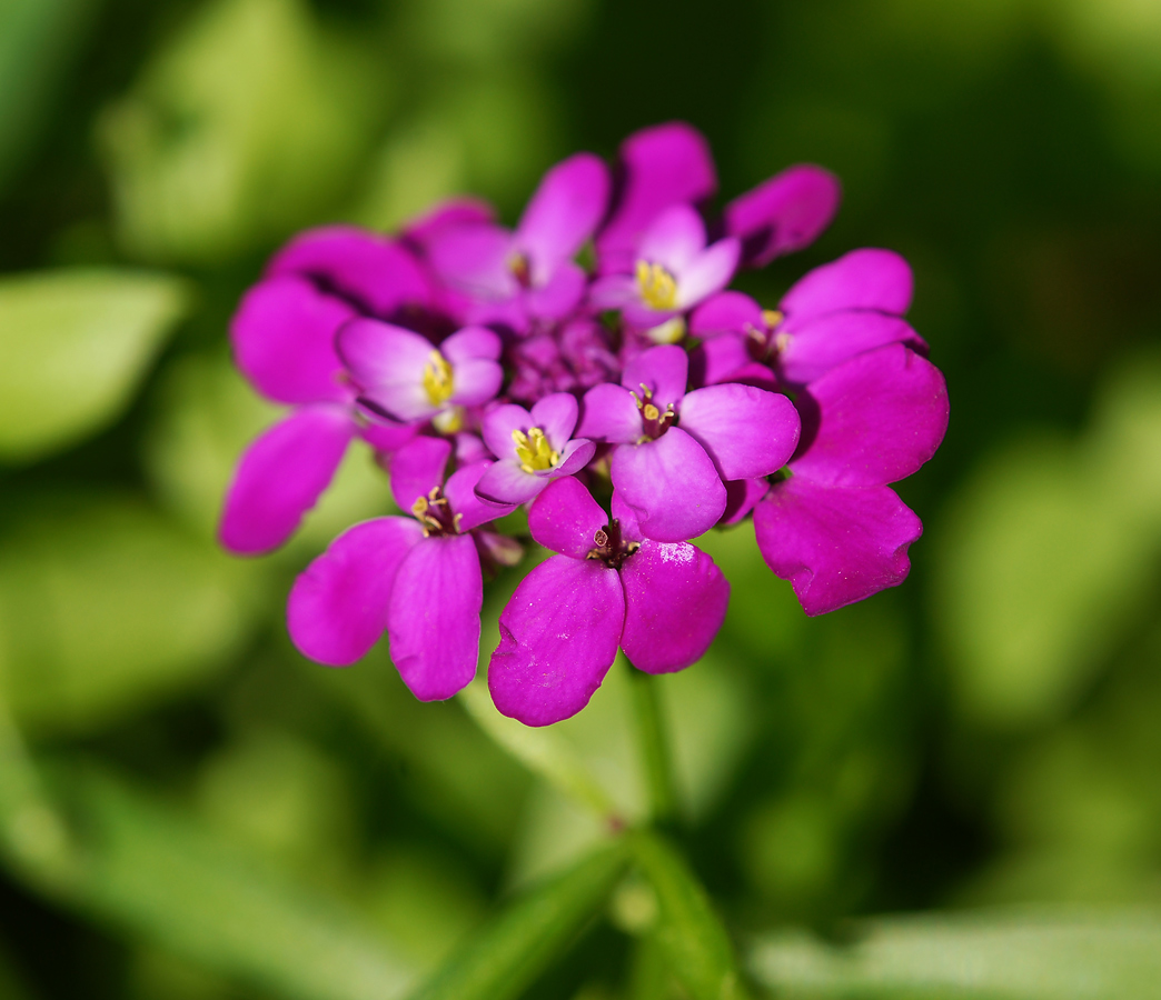 Изображение особи Iberis umbellata.