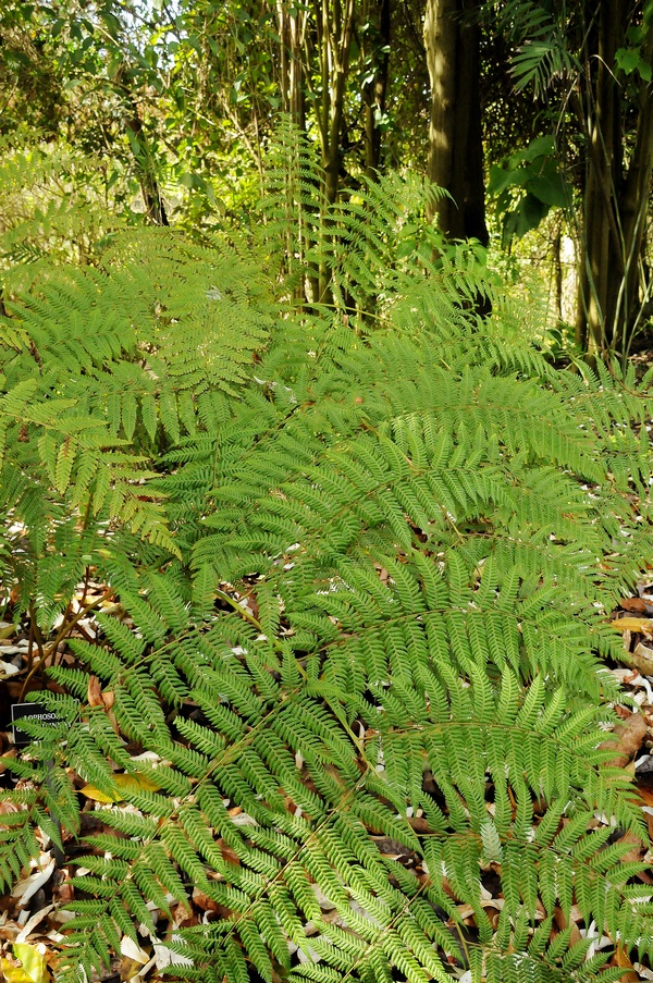 Image of Lophosoria quadripinnata specimen.