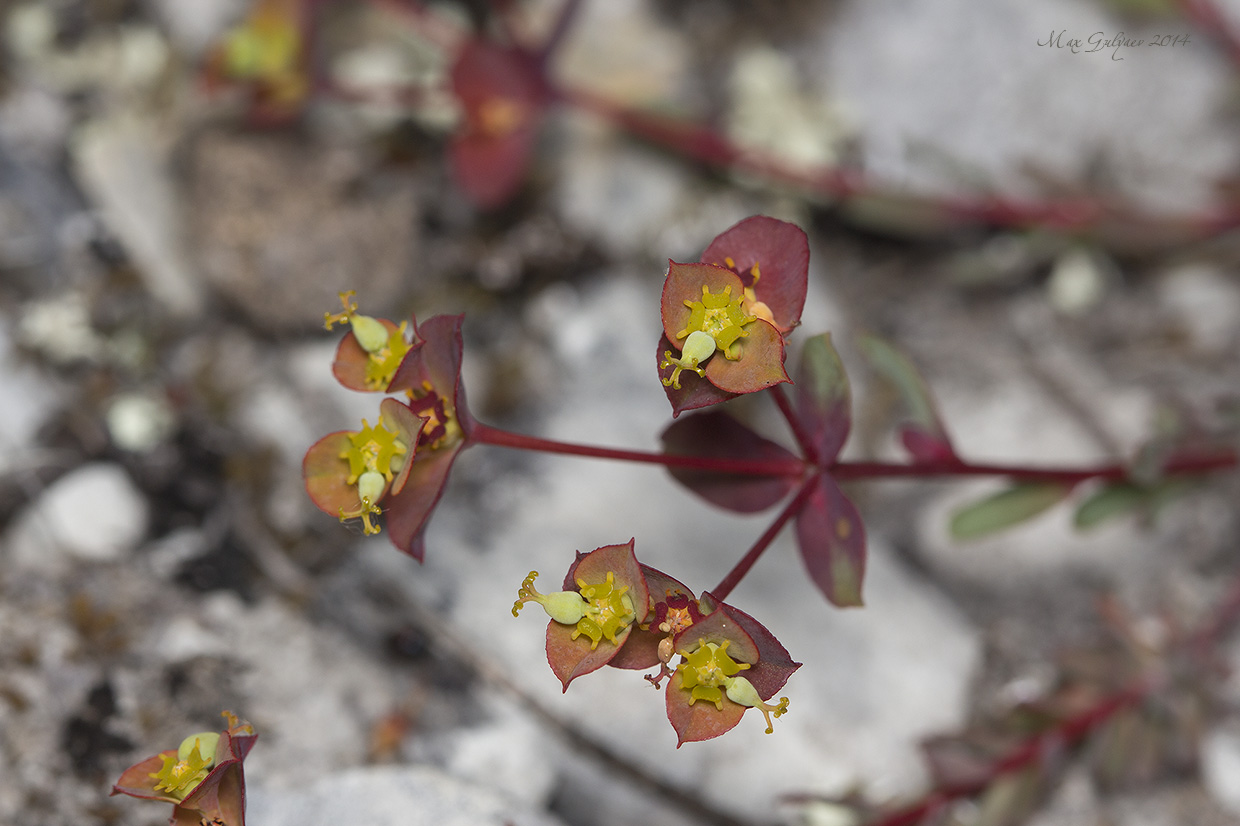 Image of Euphorbia petrophila specimen.