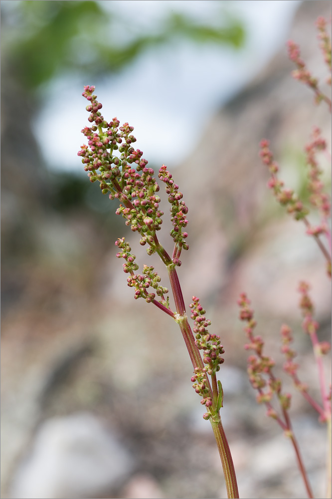 Изображение особи Rumex thyrsiflorus.