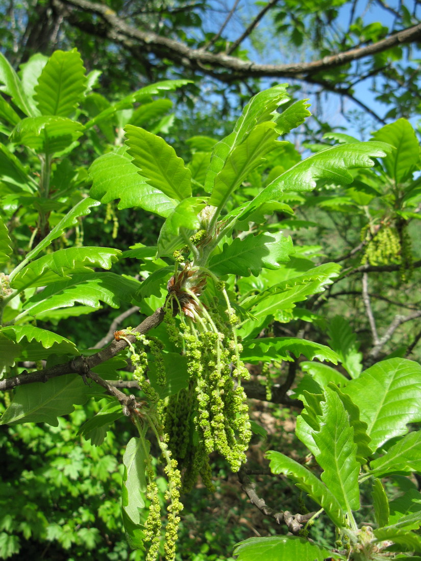 Изображение особи Quercus macranthera.