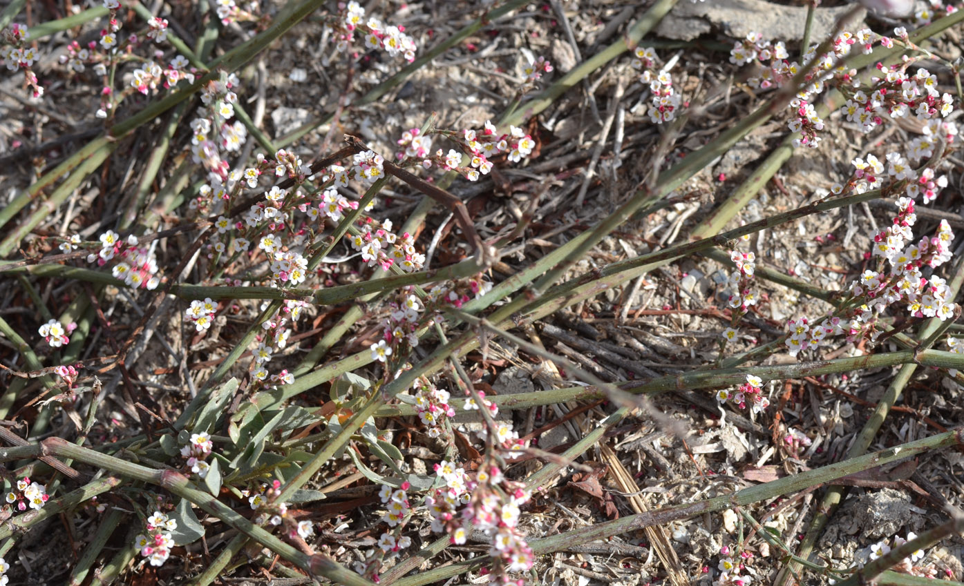 Image of Polygonum pulchellum specimen.