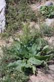 Rumex tianschanicus