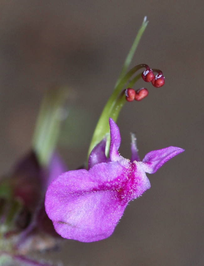 Изображение особи Teucrium ussuriense.