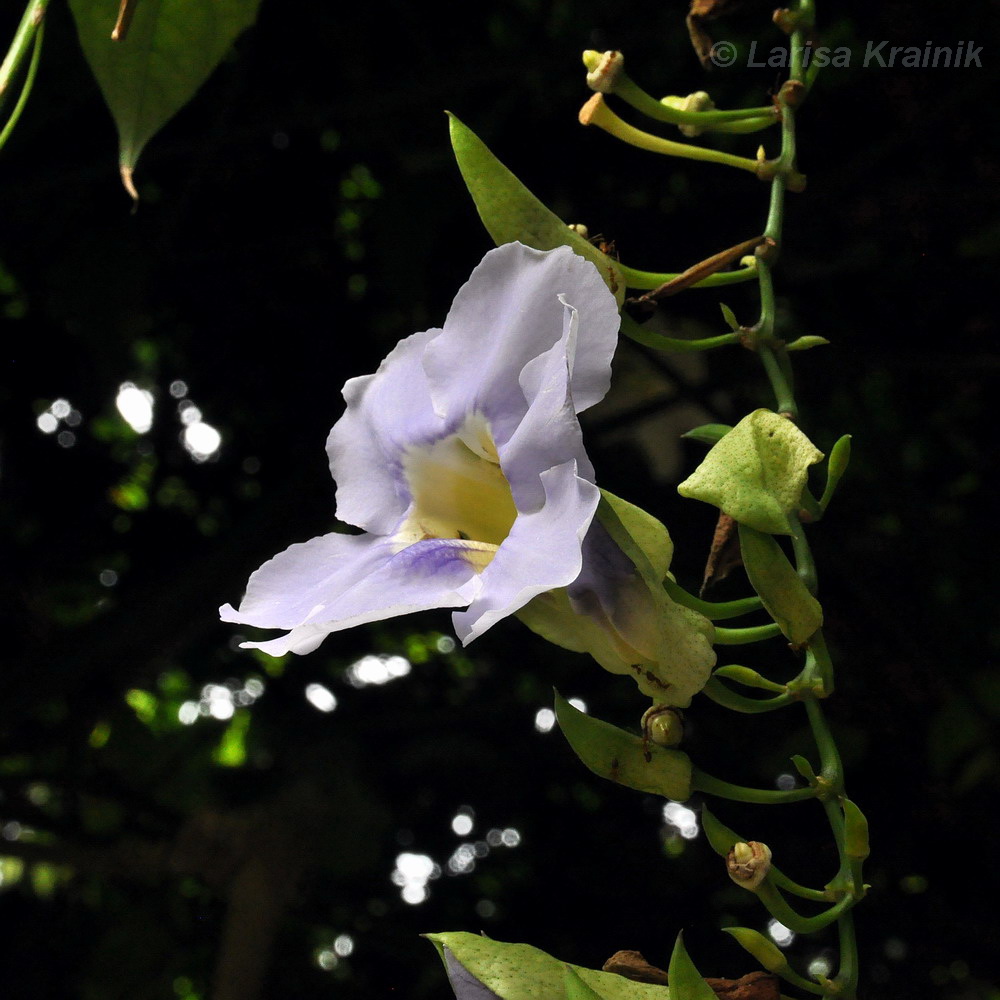 Image of Thunbergia laurifolia specimen.